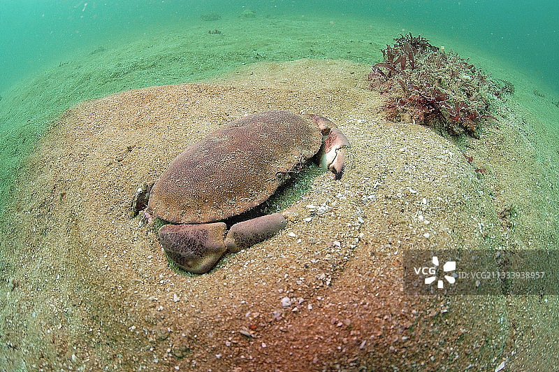 法国奥莱龙岛海底的可食用螃蟹图片素材