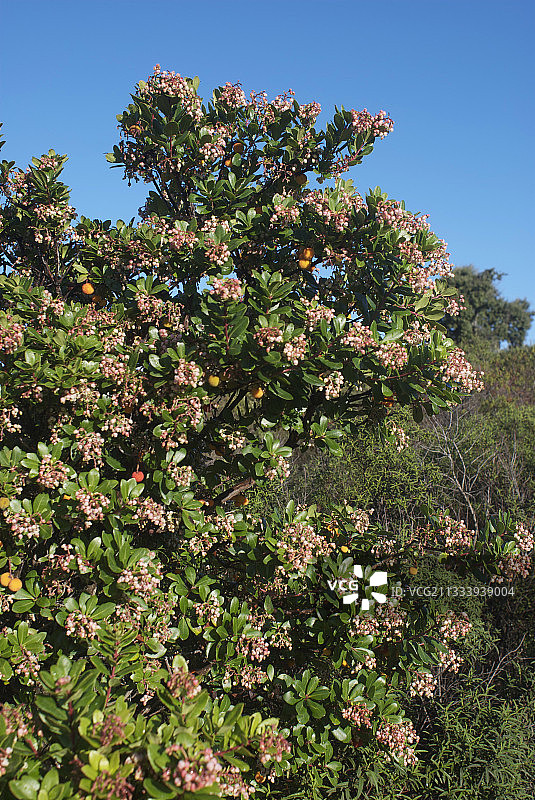 科西嘉岛杨梅花，法国图片素材