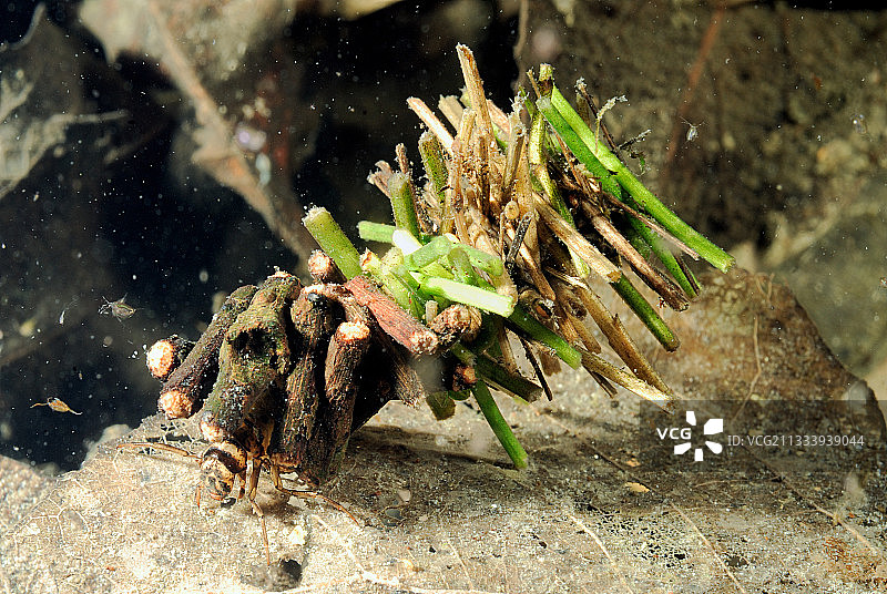 法国图雷讷池塘中的毛翅目幼虫图片素材