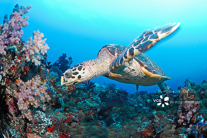 玳瑁在马尔代夫阿里环礁游泳图片素材