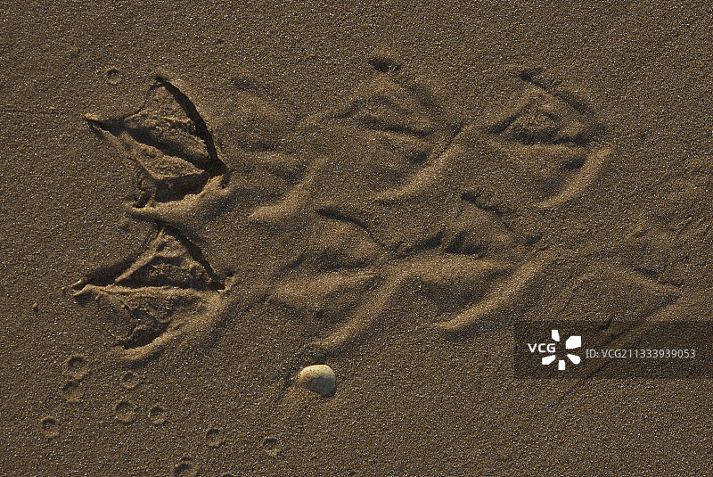 法国夏朗德省沙滩上的海鸟足迹图片素材