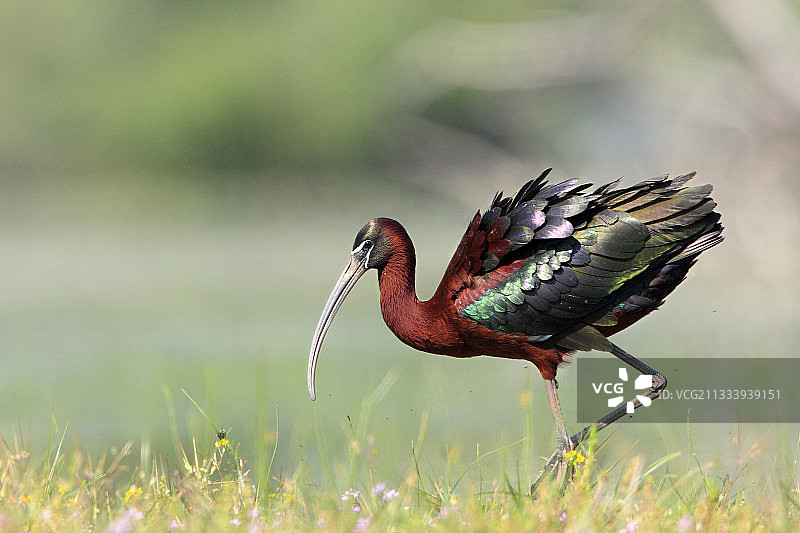 在希腊潮湿草甸中清洁自己的彩鹮图片素材