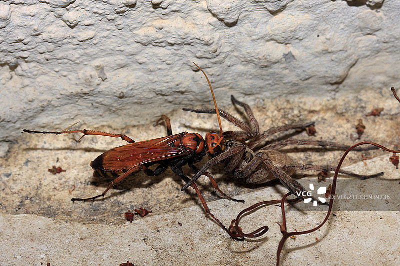 携带家蜘蛛的雌性胡蜂图片素材