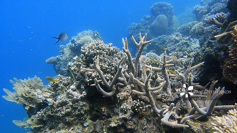 马约特的珊瑚礁和燕鱼图片素材