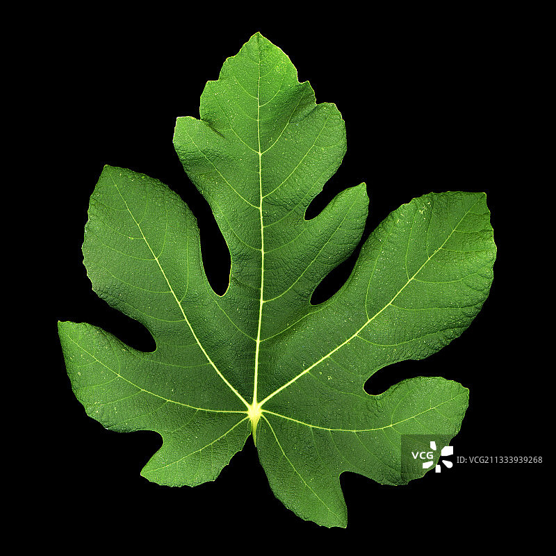 工作室里的野生无花果树叶图片素材