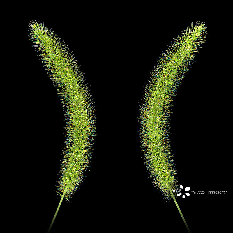 工作室里的禾本科植物果实图片素材