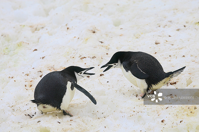 帽带企鹅之间的争论图片素材