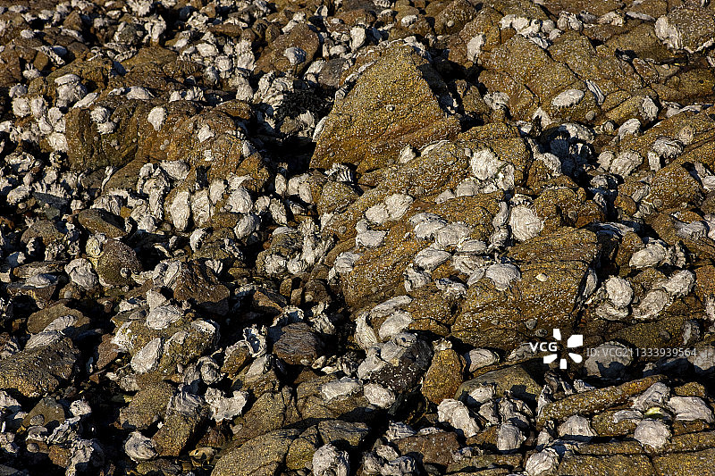 科特迪瓦Armor海岸线上的牡蛎图片素材