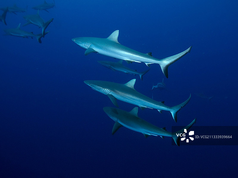 尾随沙洲鲨的雄性灰礁鲨图片素材