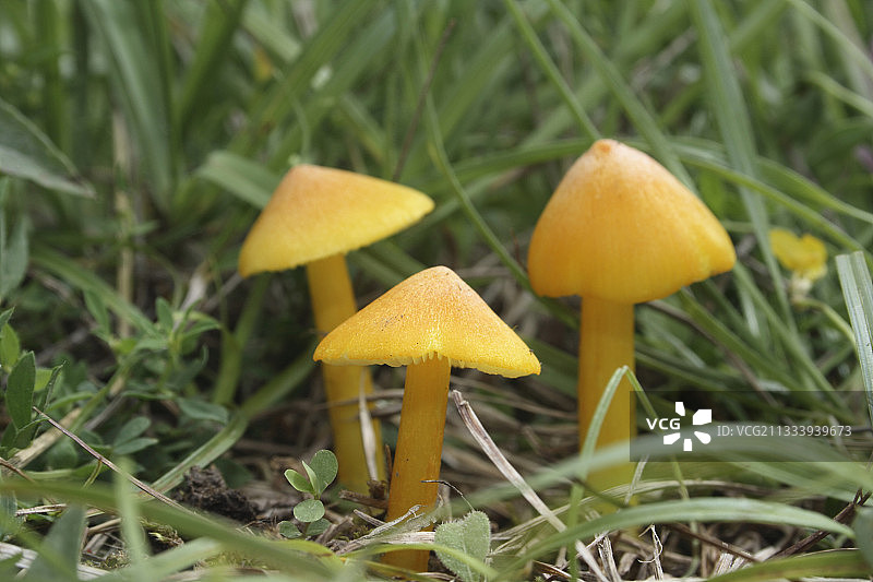 草地上的彩色蜡伞图片素材