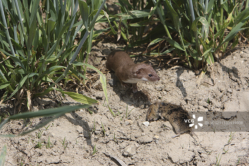 观察埃松省的小鼬图片素材