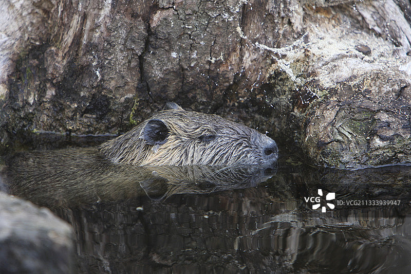 在法国普瓦图沼泽水域中游泳的河狸鼠图片素材