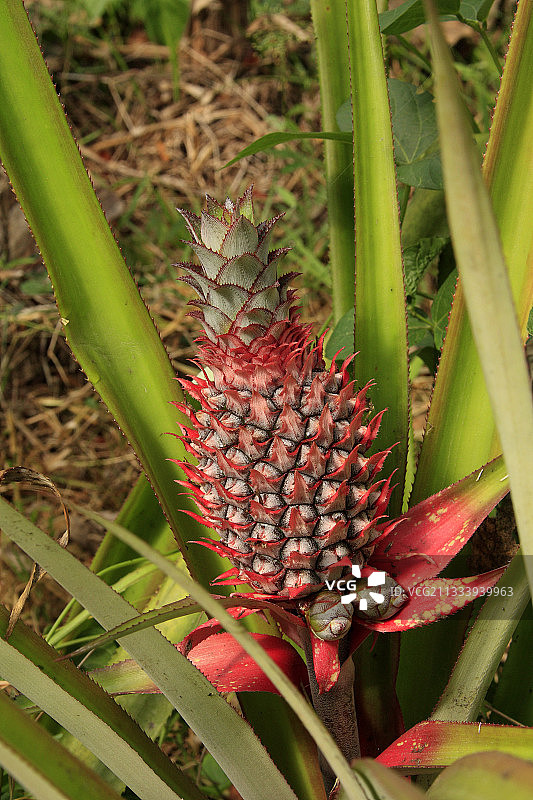 五月马约特岛上的菠萝幼果图片素材