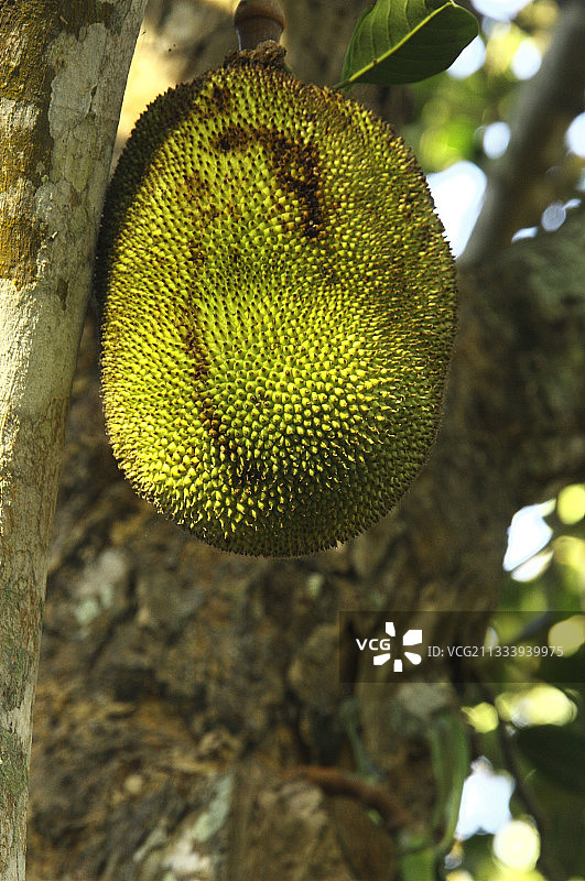 马约特岛上的菠萝蜜图片素材