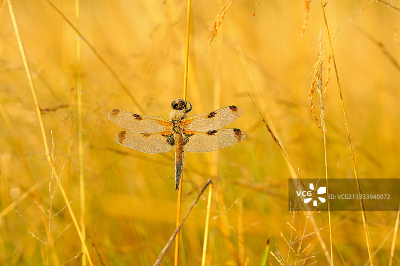 在法国图赖讷阳光下取暖的四斑骚扰者图片素材