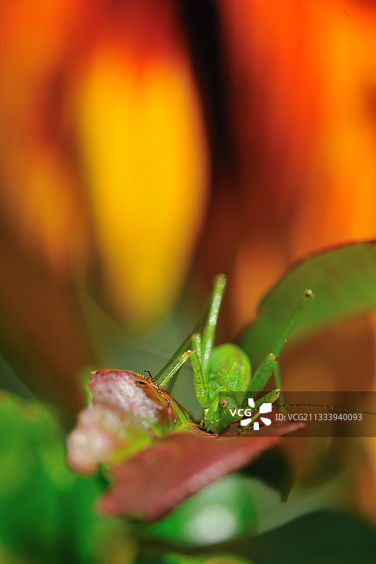 正在吃树叶的绿色大草蟋蟀，法国奥莱龙岛图片素材