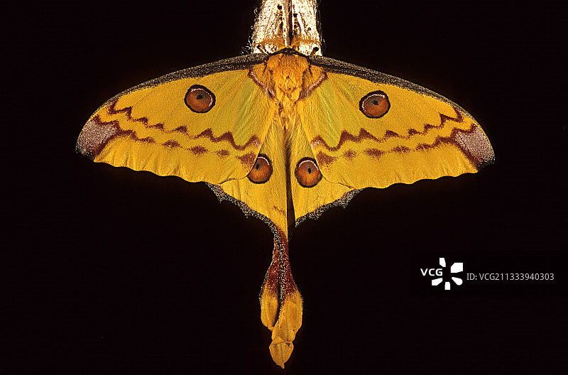 马达加斯加蝴蝶图片素材