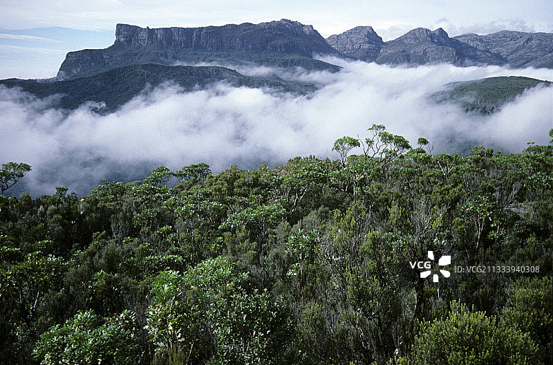 马达加斯加雨林树冠上的薄雾图片素材