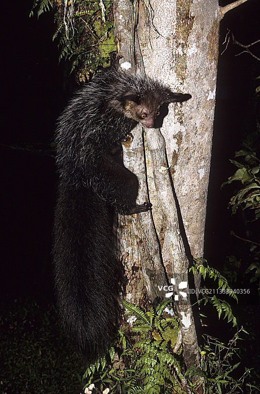 马达加斯加攀爬树木的指猴图片素材