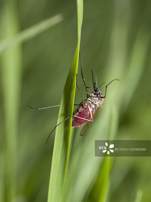 腹部充满血液的雌蚊图片素材