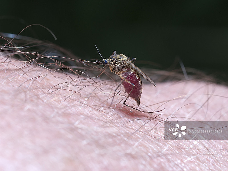 在法国汝拉州一只蚊子叮咬手臂图片素材