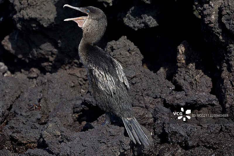 在加拉帕戈斯海岸岩石上叫喊的不会飞的鸬鹚图片素材