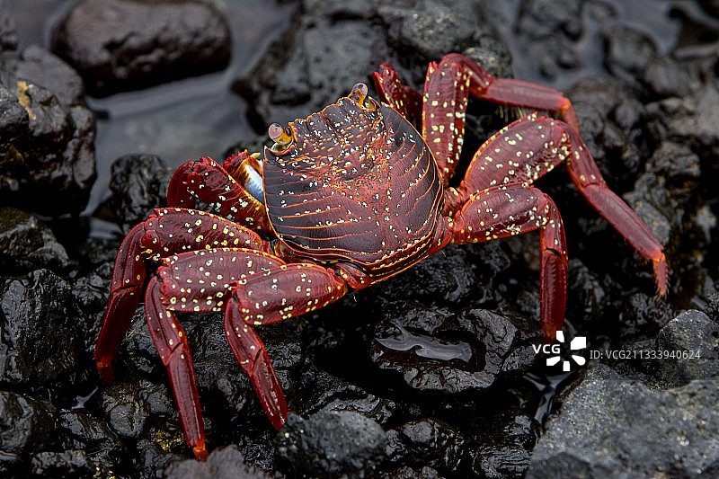 加拉帕戈斯群岛多石海岸上的轻捷蟹图片素材