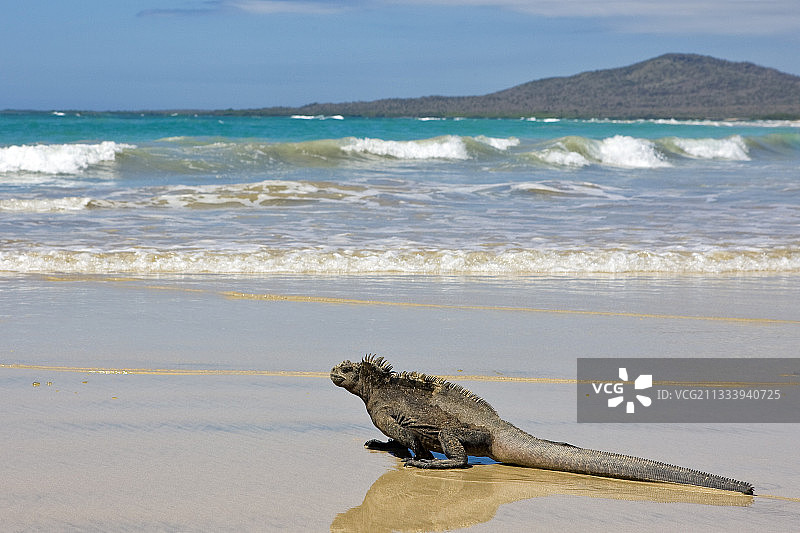 加拉帕戈斯群岛伊莎贝拉岛海滩上的海鬣蜥图片素材