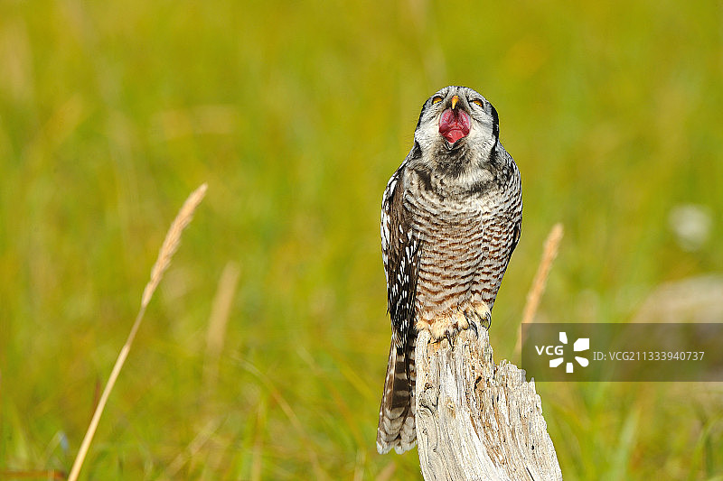阿拉斯加死亡树上的北方鹰鸮图片素材