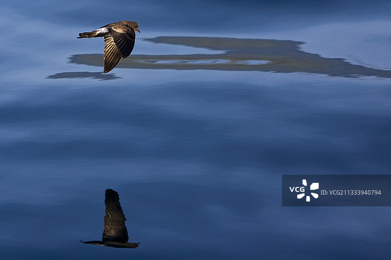 在加拉帕戈斯海洋上飞行的白腰叉尾海燕图片素材
