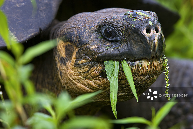加拉帕戈斯象龟吃草图片素材