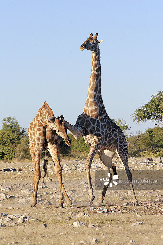 长颈鹿抬腿试图干扰对方图片素材