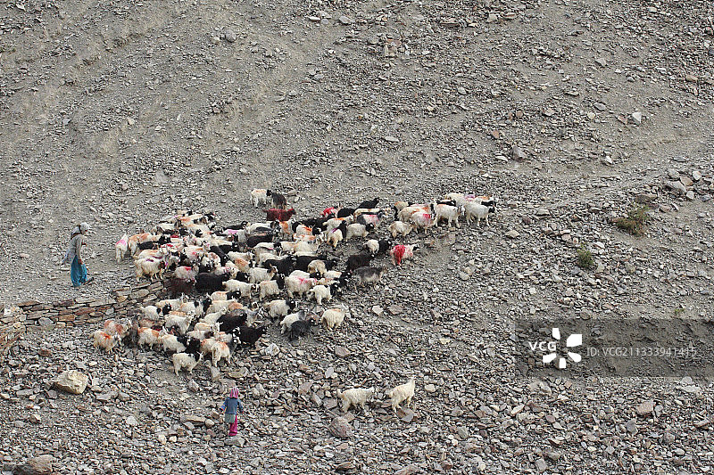 印度赞斯卡年轻牧羊女和山羊群图片素材