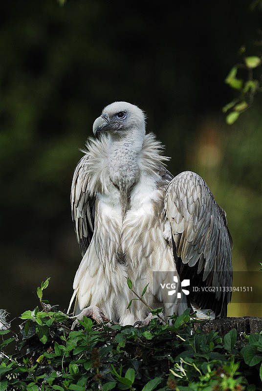 动物园里的喜马拉雅兀鹫图片素材