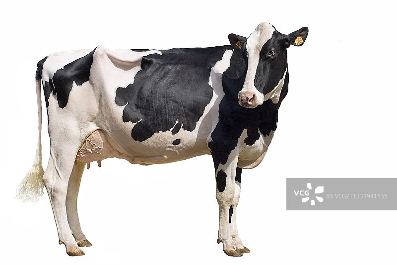 站在工作室里的荷斯坦奶牛图片素材