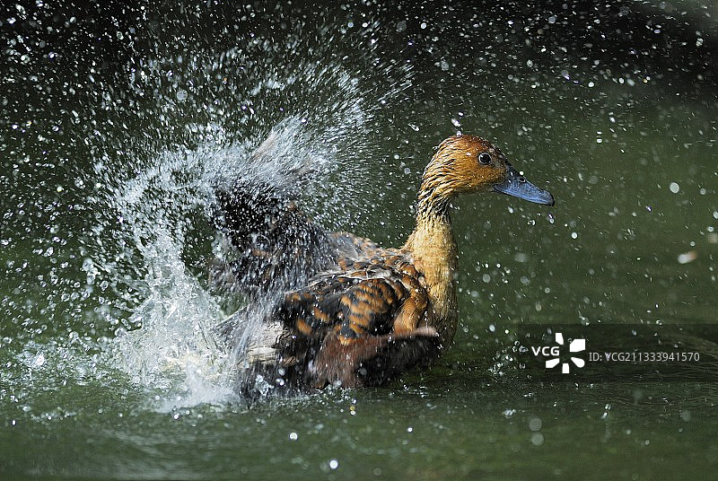 飞翔在水面上的栗色啸鸭图片素材