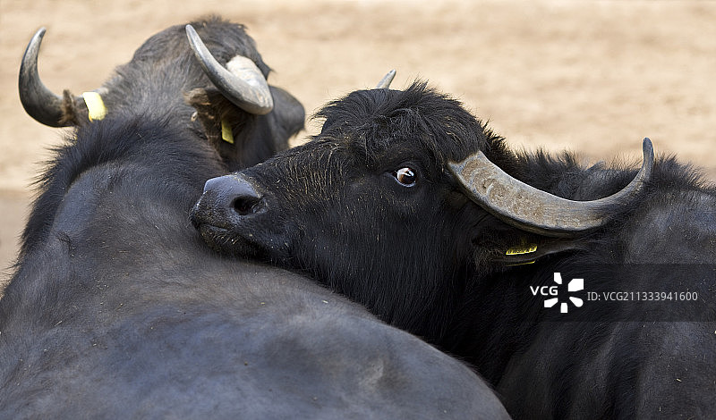 意大利，雌性水牛将头放在另一头水牛的背上图片素材