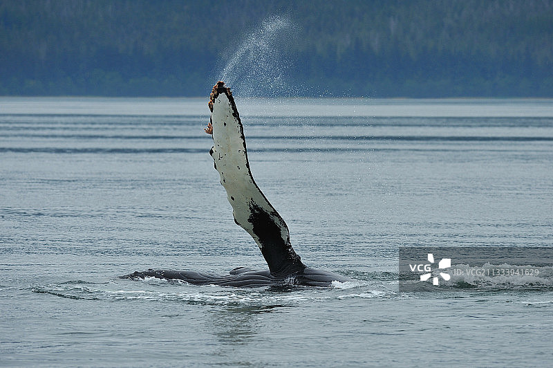 侧卧或仰卧，用一个或两个鳍状肢拍打水面图片素材