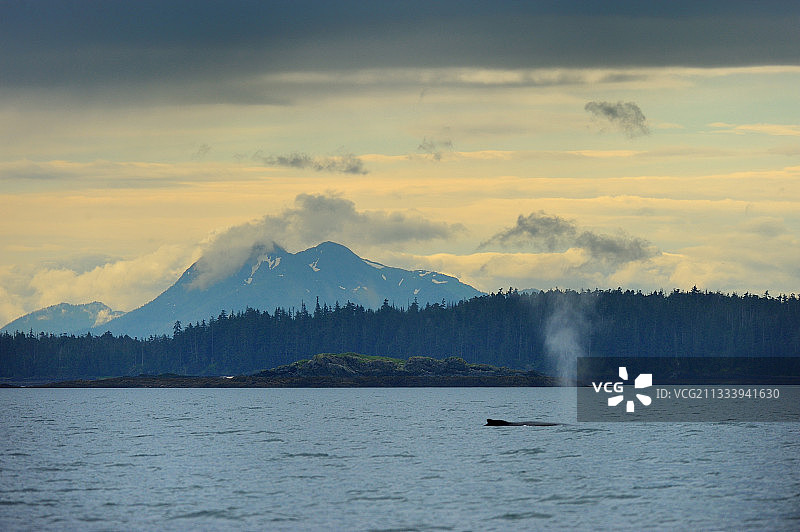 座头鲸喷气，阿拉斯加图片素材