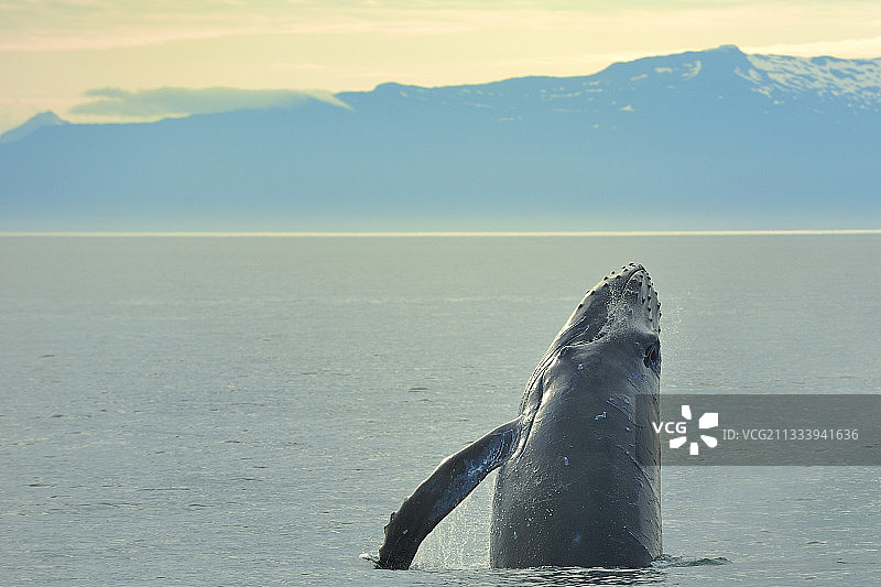 鲸鱼用胸鳍拍打水面图片素材
