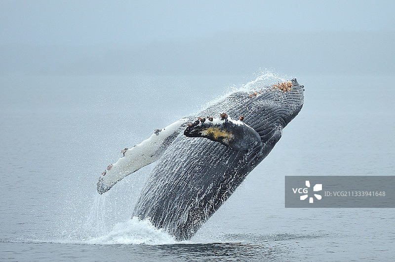 阿拉斯加州弗雷德里克海峡的座头鲸跃出水面图片素材
