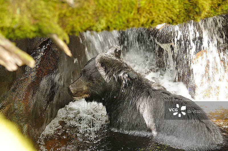 加拿大不列颠哥伦比亚森林瀑布中的黑熊图片素材