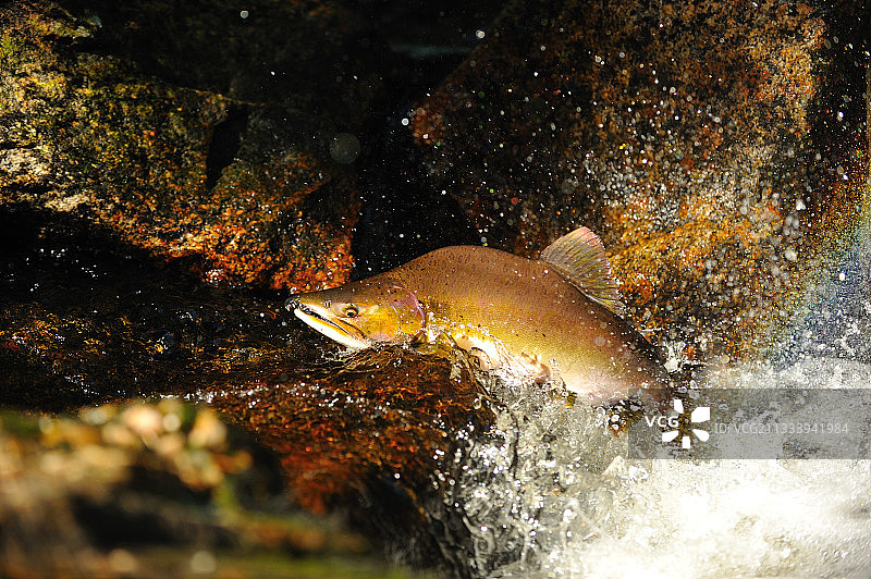 加拿大不列颠哥伦比亚省粉色鲑鱼图片素材