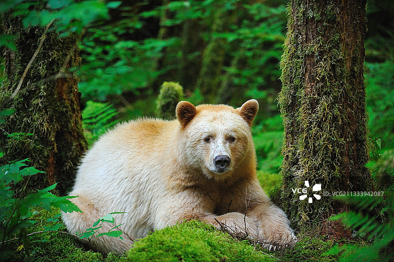加拿大温带雨林中的科莫德熊图片素材