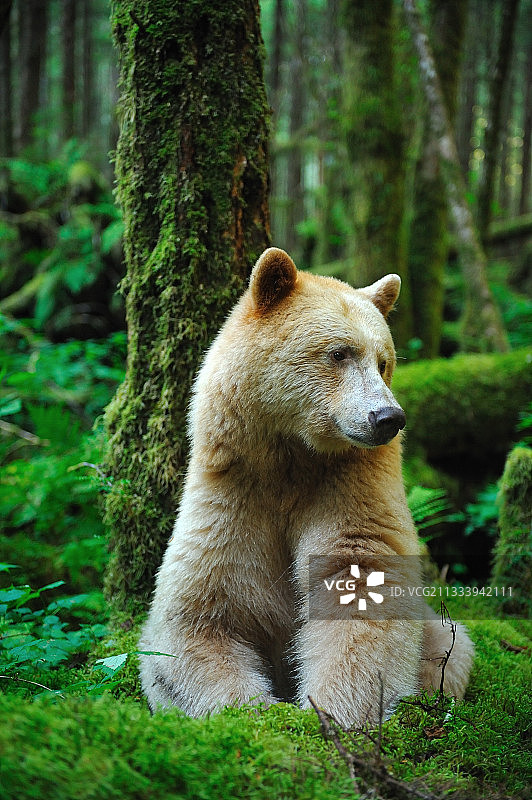 科默德熊，加拿大温带雨林图片素材