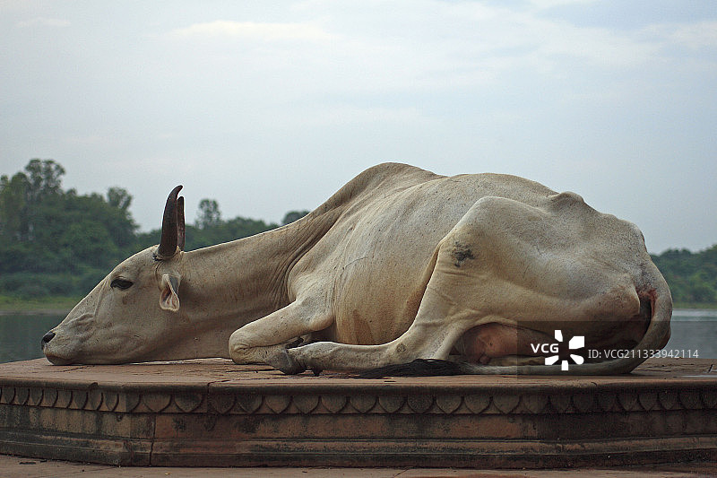 马图拉：克里希纳的重要宗教中心图片素材