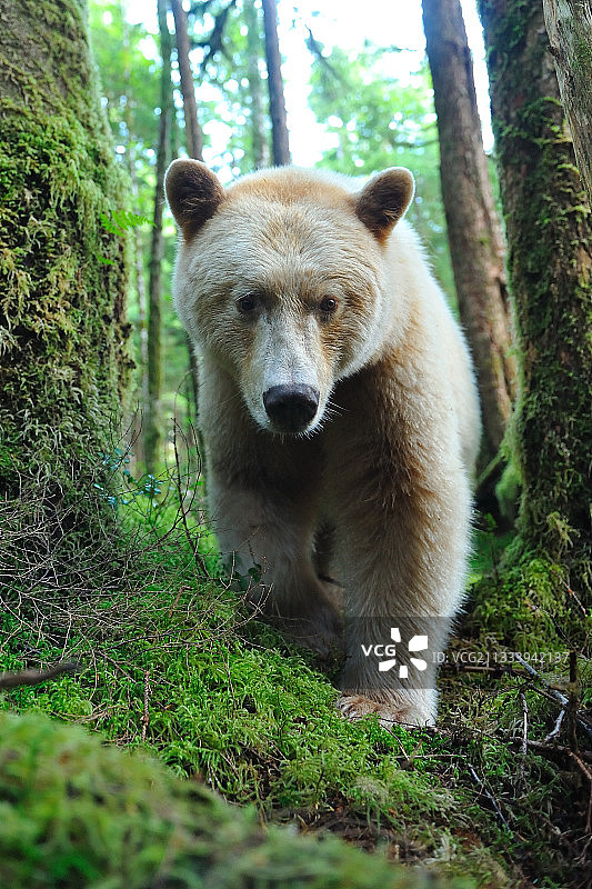 在加拿大潮湿温带森林中行走的科默德熊图片素材