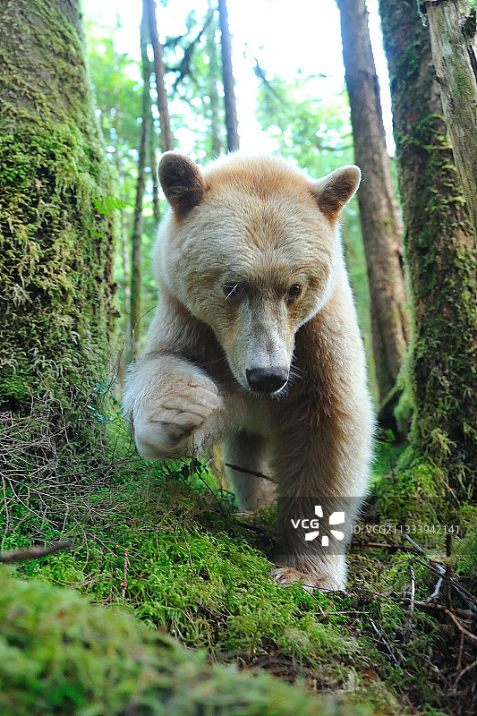 在加拿大潮湿温带森林中行走的科默德熊图片素材