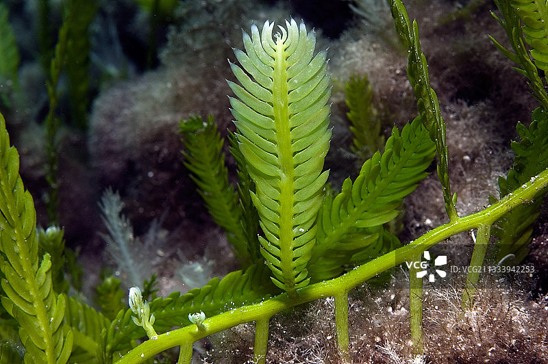 地中海蕨藻，法国费拉角图片素材