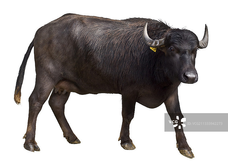 意大利那不勒斯水牛产区的女性肖像图片素材